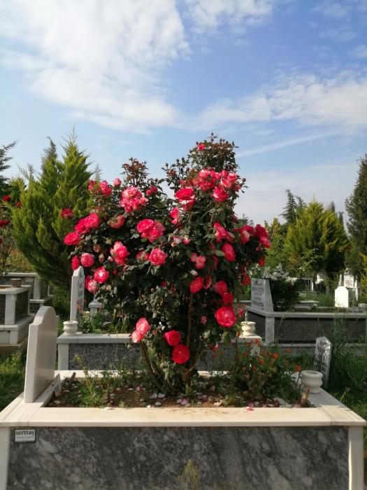 Hamitler Mezarlığı Bakım